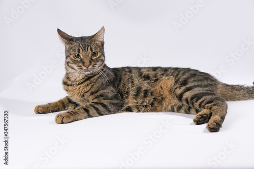 Tabby cat lies on a white background and looks at the camera