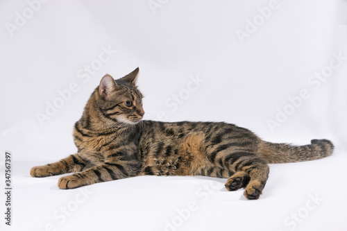 Tabby cat lies on a white background and looks to the right