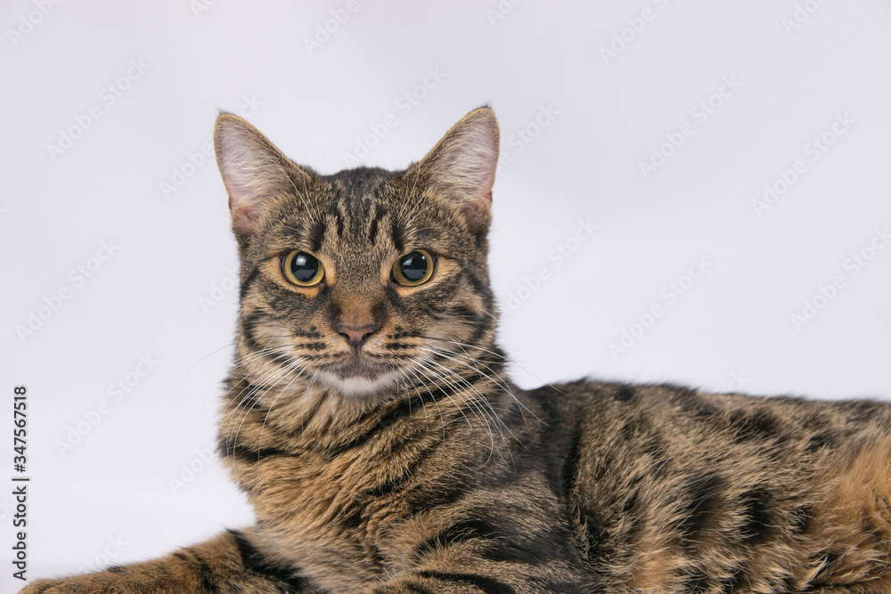 Tabby cat lies on a white background and looks at the camera