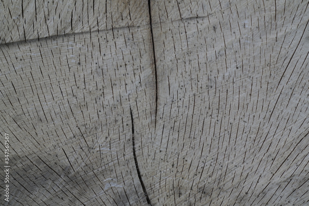 Fototapeta premium old wood texture
