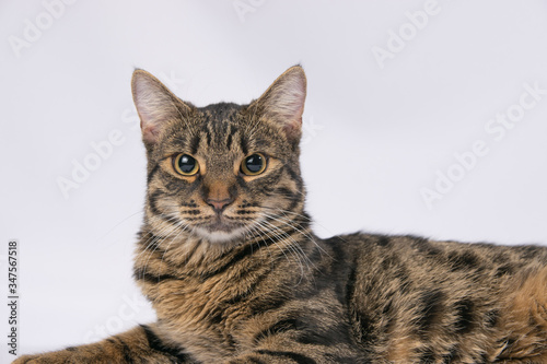 Tabby cat lies on a white background and looks at the camera © Shadura Andrey