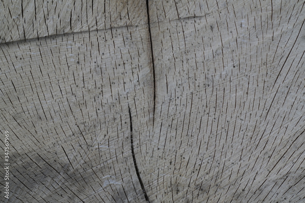 Fototapeta premium old wood texture