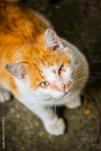 Portrait of a orange street cat with white spots standing and looking at the camera © vermilion2006