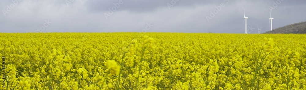 spring landscape