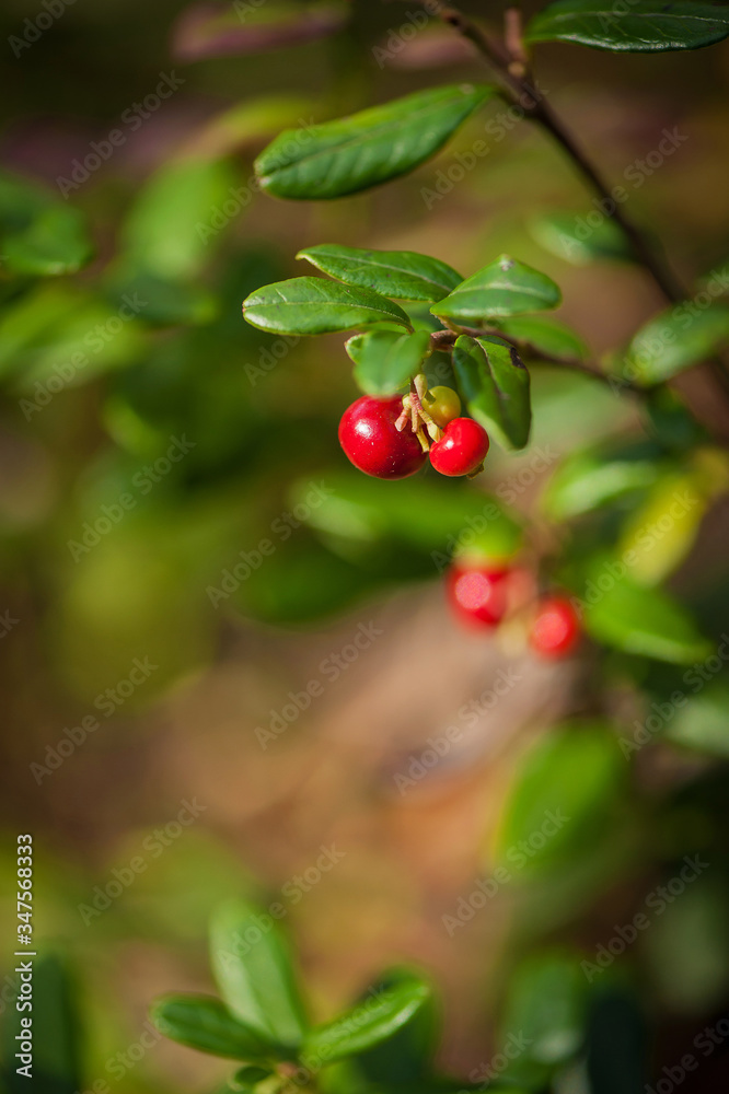 Berry-field of cowberry and lingonberry in forest. Ripening berries in the natural environment