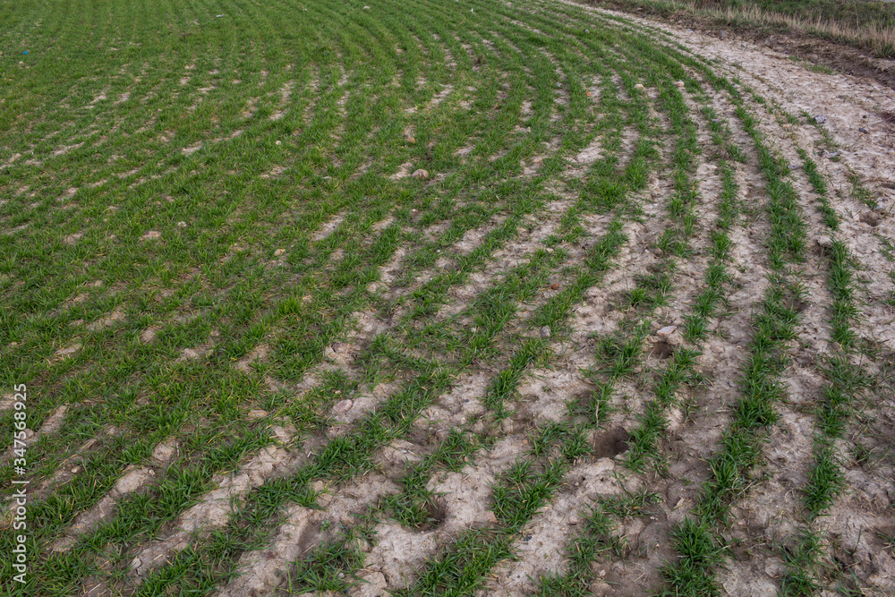 Field with lines of plants in the spring Field with lines of plants in the spring