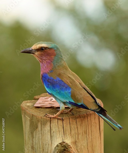 lilac breasted roller © Monika