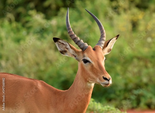 impala in the savannah