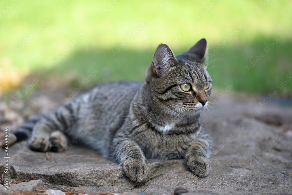A domestic cat hunts in nature. Free animal A domestic cat hunts in nature. Free animal
