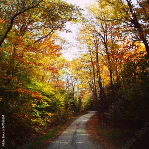 Road Amidst Trees At Forest During Autumn © jackie sutherlin/EyeEm