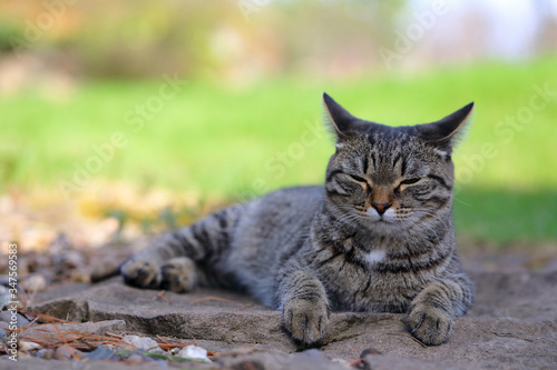 Wallpaper Mural A domestic cat hunts in nature. Free animal Torontodigital.ca