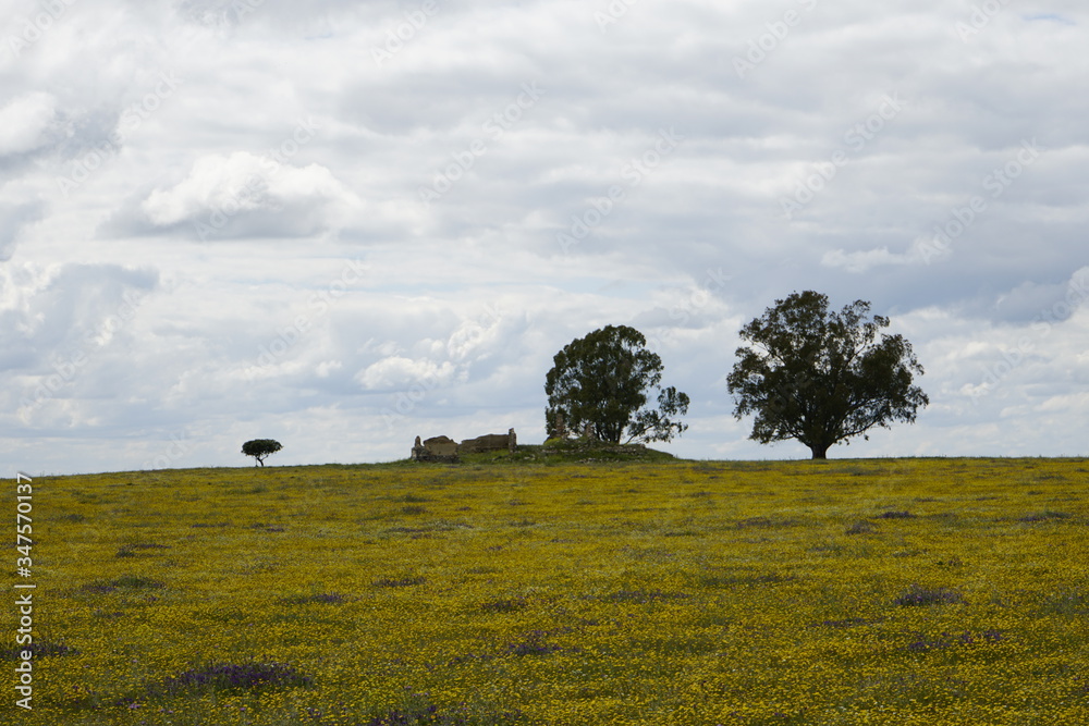 Fototapeta premium spring landscape