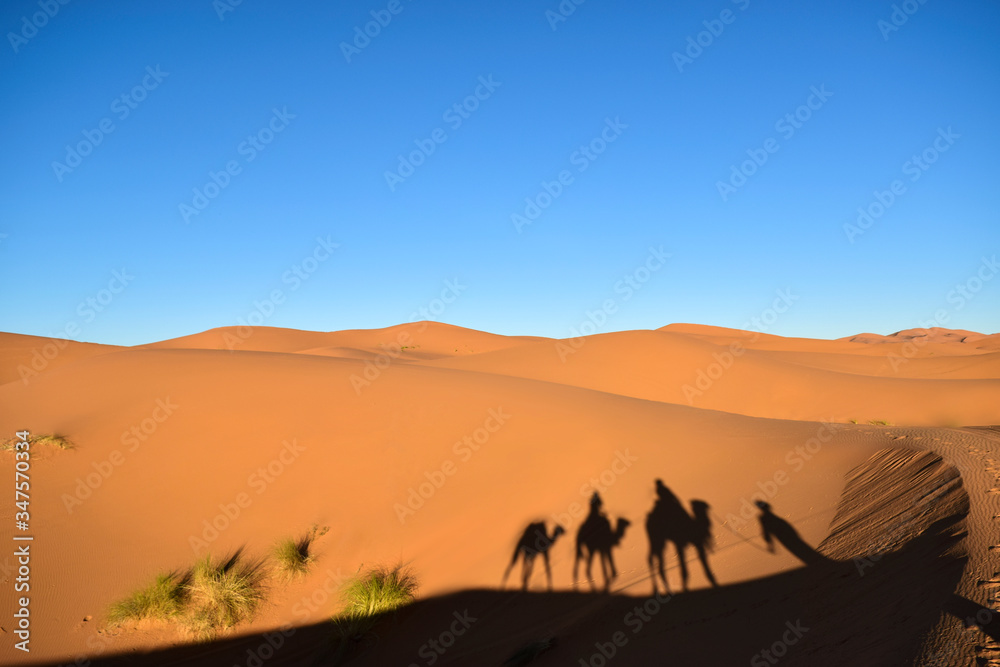 dunas en el desierto con sombra de camellos y arbustos dunas en el desierto con sombra de camellos y arbustos