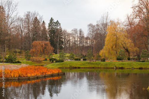 Small pond and bright yellow grass close to it. Autumn season in Japanese garden. Tallinn, Estonia.