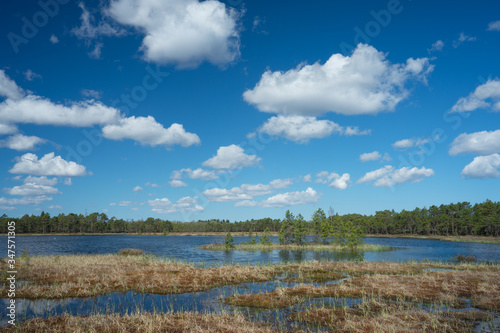 Floating mat of peat moss. Typical swamp hollow surrounded by poor bonsai pines and covered with soft mossy layer. Bright blue sky, white clouds. Nature Reserve, Selisoo raised bog in Estonia.