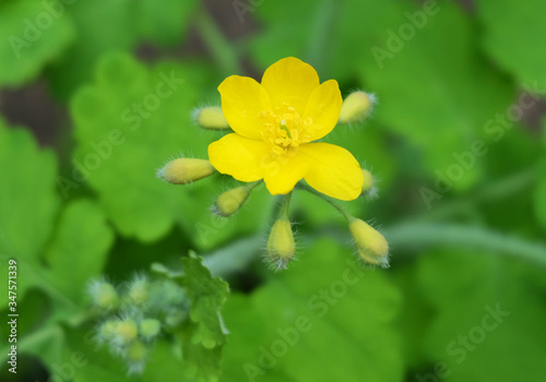 Celandine blooming flower (Chelidónium május) macro photography, selective focus, bokeh effect.