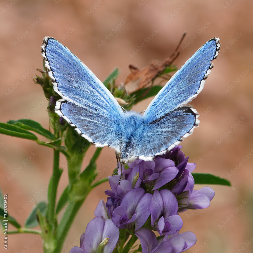 blue butterfly macro , in the nature blue butterfly macro , in the nature