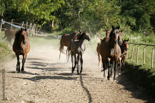  Thoroughbred mares and foals runs home together outdoors