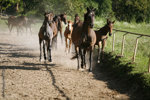  Thoroughbred mares and foals runs home together outdoors