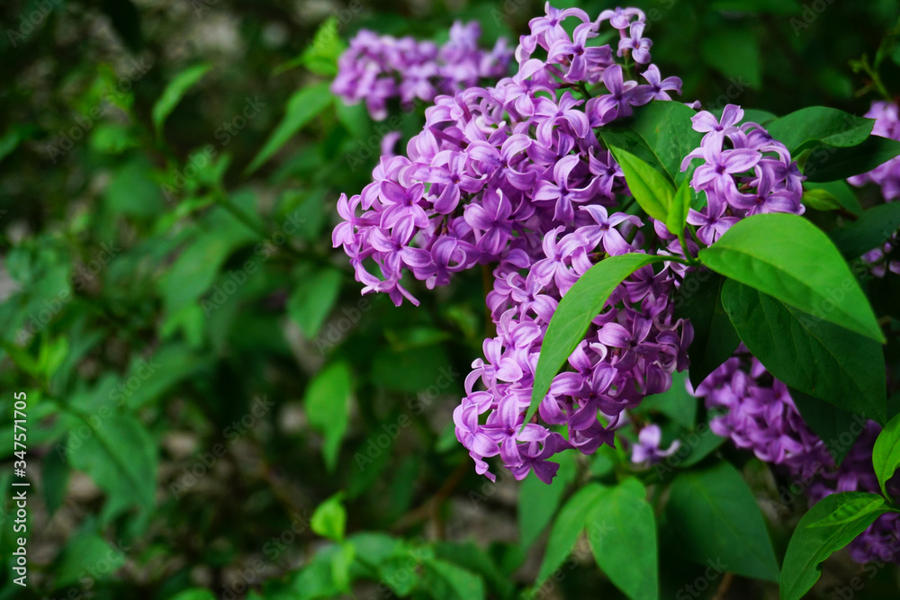 Spring flowering of lilac flowers against a green leaf background. Spring flowering of lilac flowers against a green leaf background.