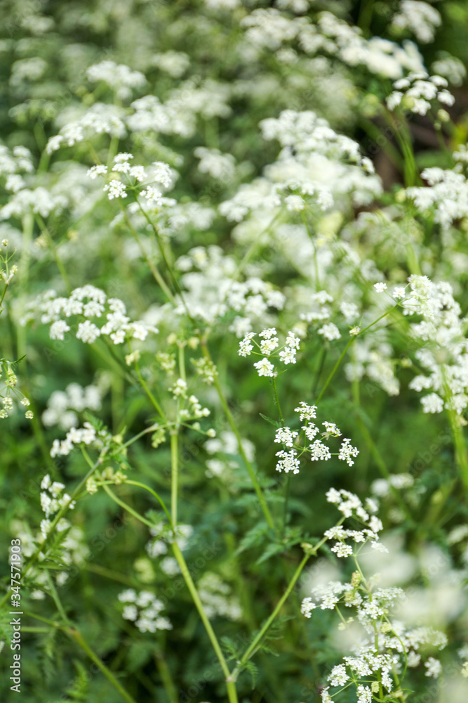 White flowers of Cow Parsley (Anthriscus sylvestris).