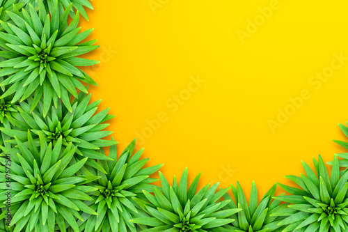 Natural tropical background from lily leaves. Bright sunny style. The concept of summer tropical exotic.