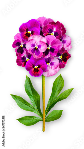 Offbeat flower of pansies. Composition of purple pink pansies with peony leaves. Art object on a white background.