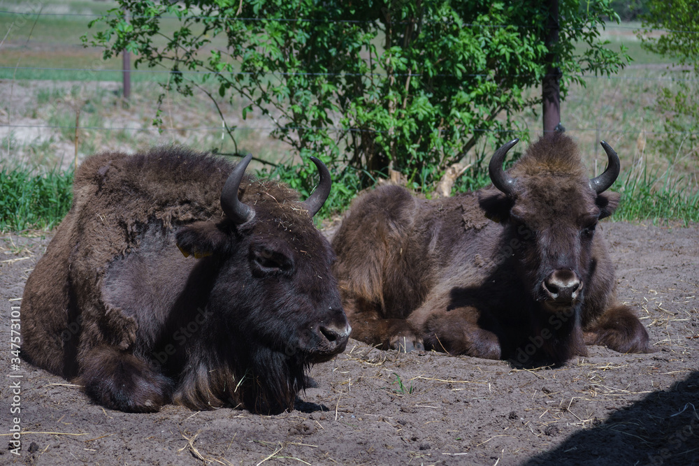 Two bison (Bison bonasus) are in the field. Two bison (Bison bonasus) are in the field.