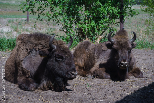 Two bison (Bison bonasus) are in the field.