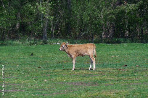 Calf of Heck cattle in the field.