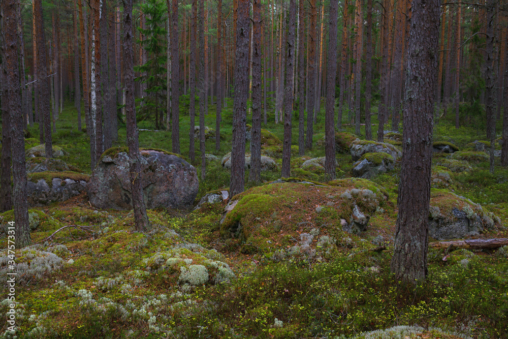 Mossy large boulders in a pine forest, erratic origin from glaciers time. Mossy large boulders in a pine forest, erratic origin from glaciers time.
