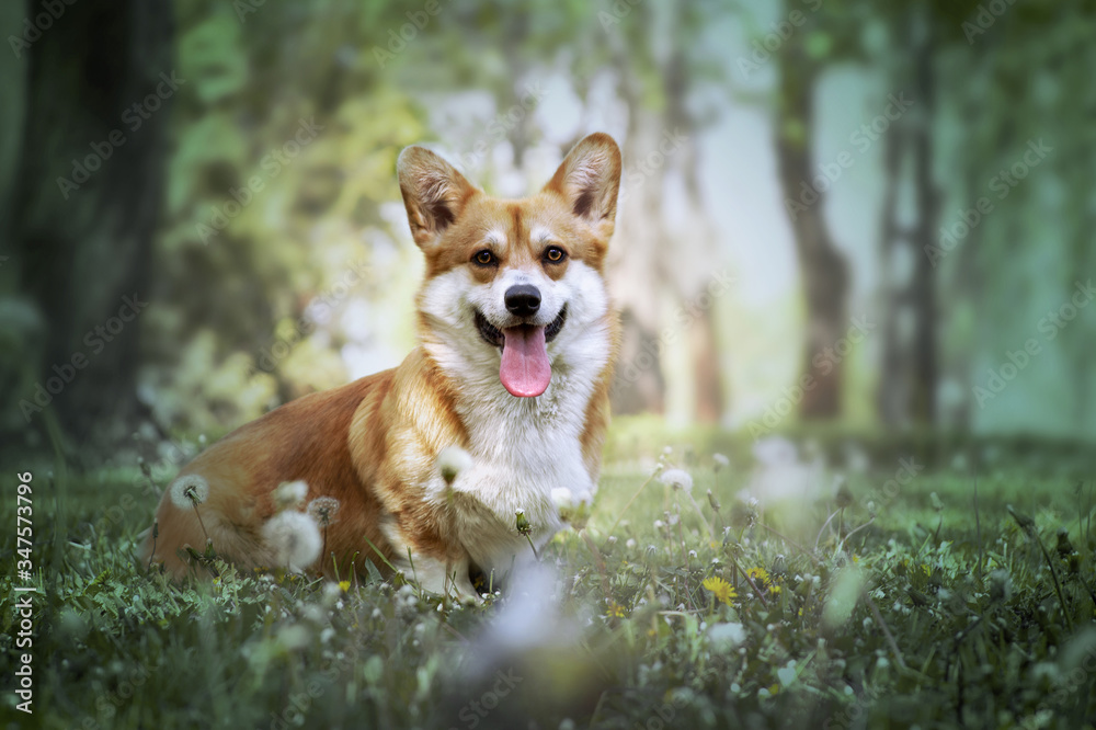 Cute smiling dog portrait. Welsh corgi pembroke in a park/outdoors. Cute smiling dog portrait. Welsh corgi pembroke in a park/outdoors.