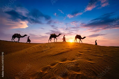 Fototapeta Indian cameleers (camel driver) bedouin with camel silhouettes in sand dunes of Thar desert on sunset. Caravan in Rajasthan travel tourism background safari adventure. Jaisalmer, Rajasthan, India