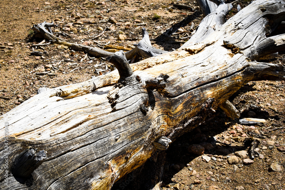 Fototapeta premium Tree