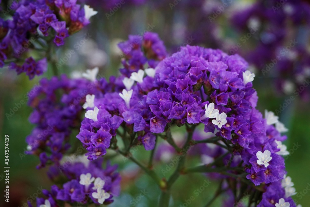 Purple and white Limonium blossoms also known as sea lavender