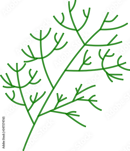 A sprig of dill. Vector drawing on an isolated white background.