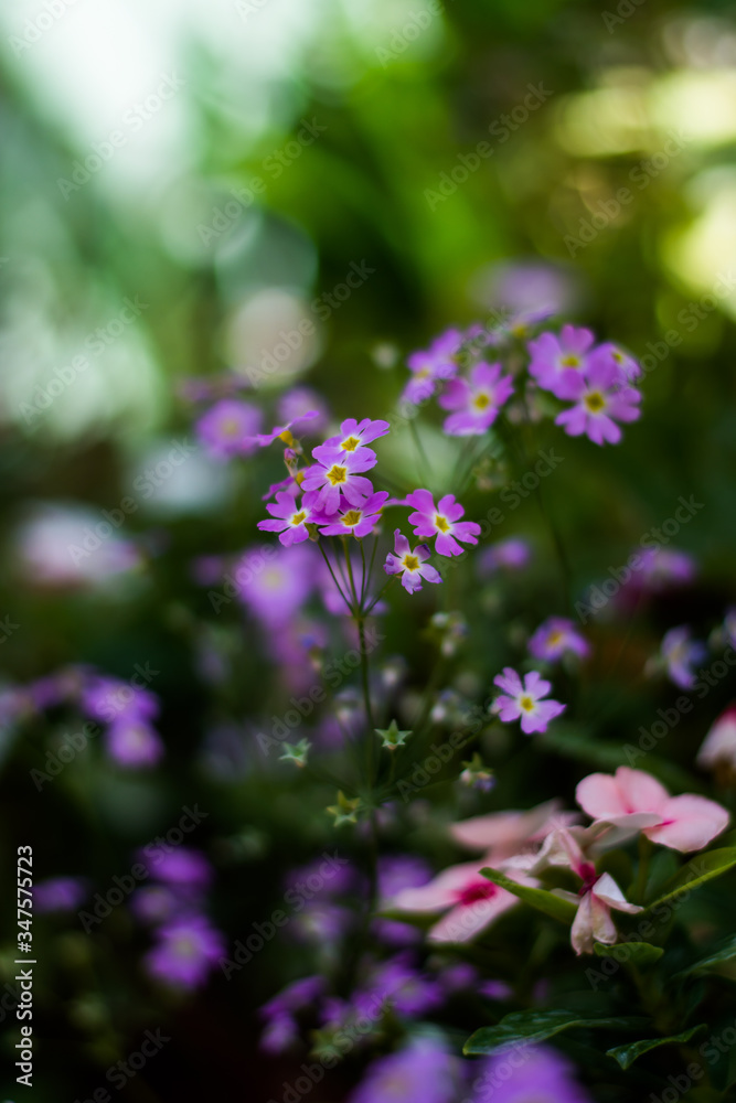 Colorful flowers of botanical garden and rose garden of Ooty Tamilnadu India
