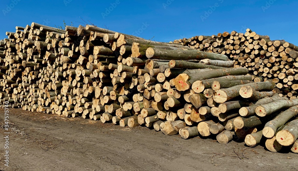 Pile of cut logs in a woodland glade, huge tree composition