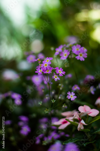 Colorful flowers of botanical garden and rose garden of Ooty Tamilnadu India 