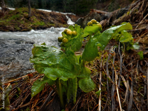 Russia, Kuznetsky Alatau. Cowslip marsh on the swampy banks of the Tom river. photo