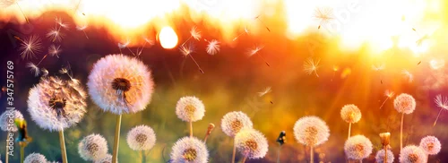 Panel kuchenny z motywem Dandelion Field With Flying Seeds At Sunset 