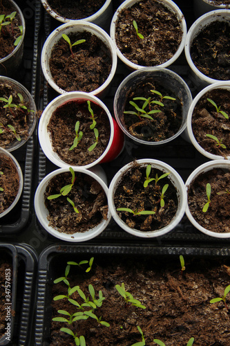 Sprouts and seedlings in small cups and containers. Gardening background.