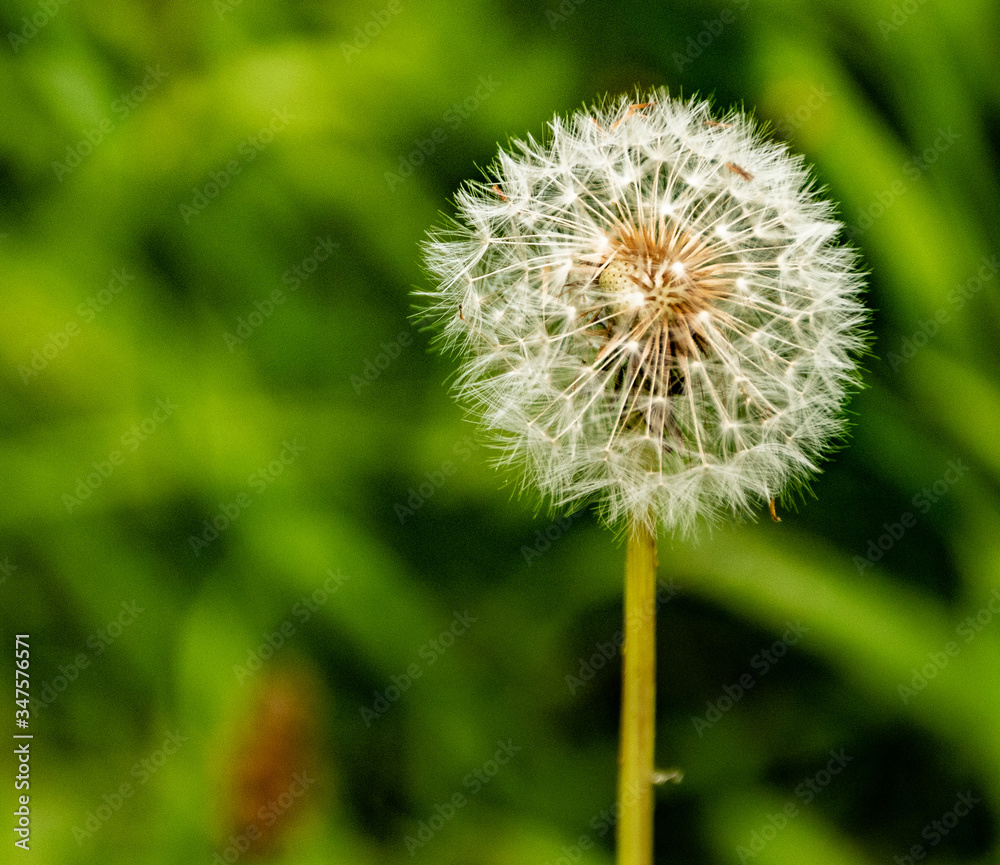 Fototapeta premium Plantas, diente de Leon de campo
