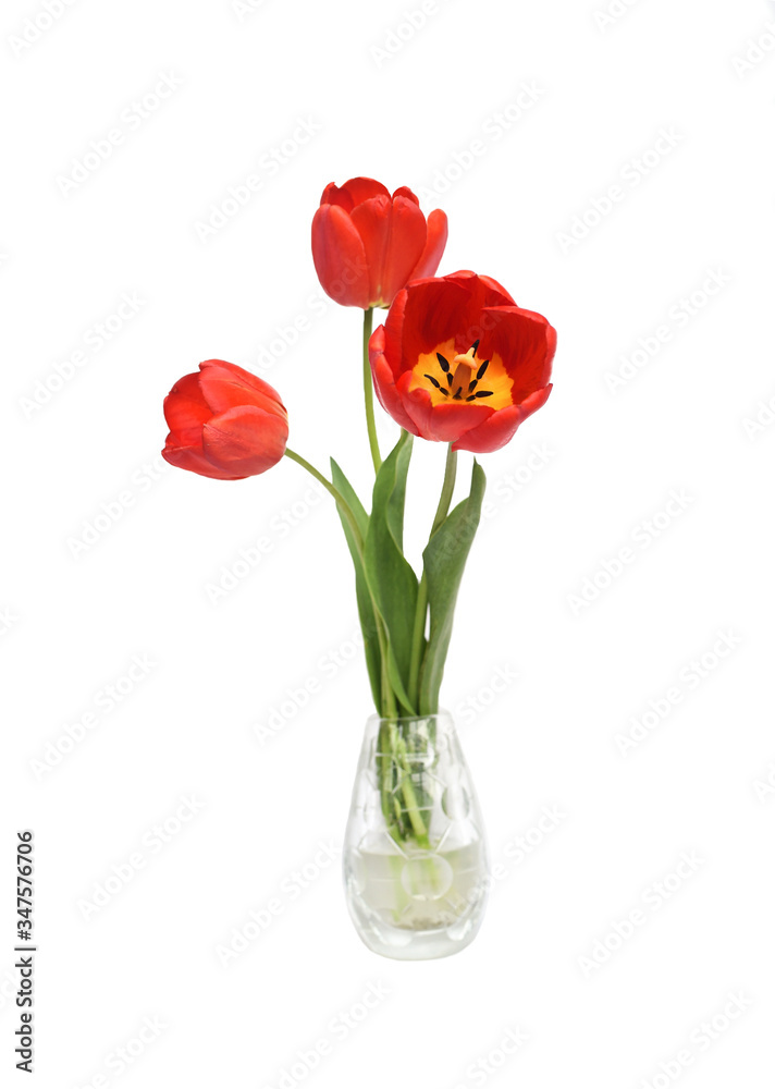 Scarlet tulips in a vase on an isolated white background
Scarlet tulips in a vase on an isolated white background