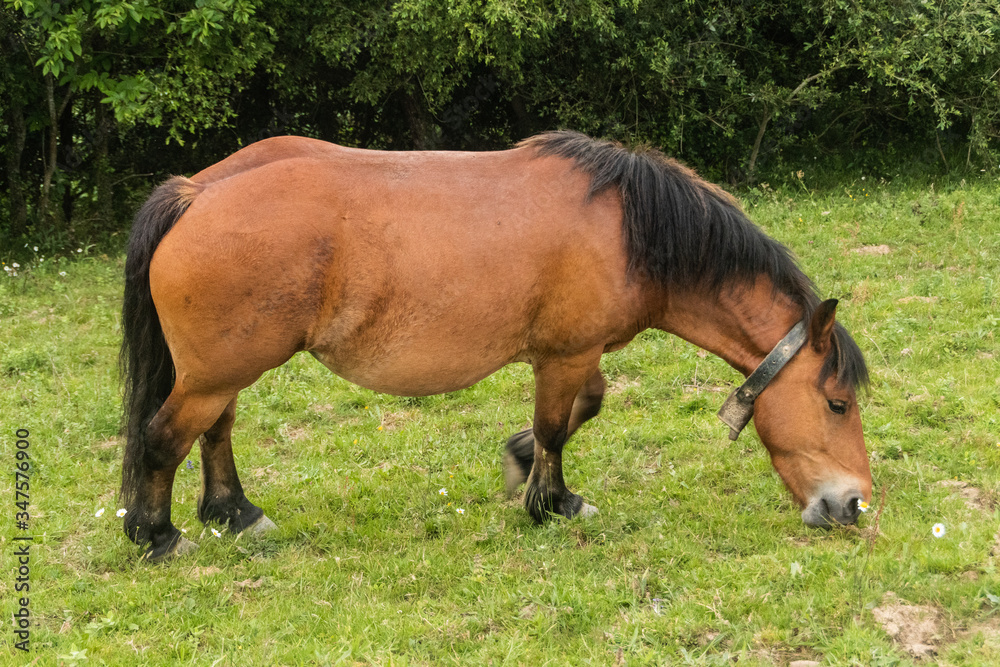 Caballos con cría de monte