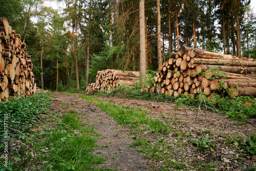 Stacked logs. By the wayside. Spruce logs freshly felled. Rader Forest. Forest on the outskirts of Hamburg in Germany Europe.