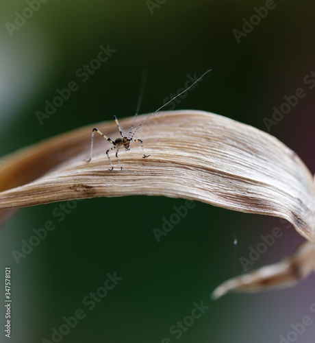 Little baby Phaneroptera on a plant photo