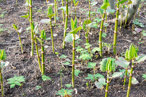 Polygonum sachalinense in spring. Green young plant in spring. Stalks of Polygonum sachalinense photo