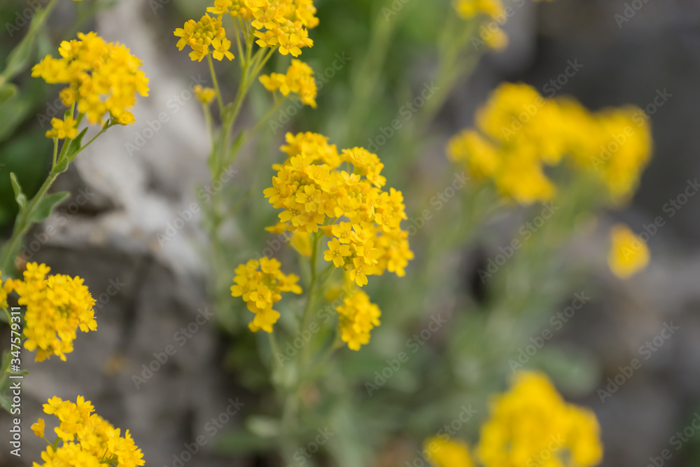 In spring, yellow flowers grow on the rocks in a natural setting in the national park In spring, yellow flowers grow on the rocks in a natural setting in the national park