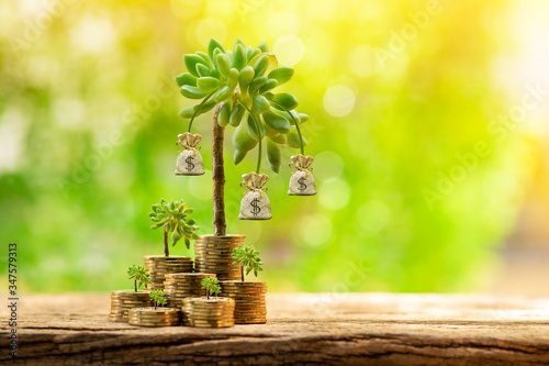 A pile of many gold coins with trees growing with interest with money bag of depositing put on the wood in the backyard, Saving money for business Investment and  spending concept.